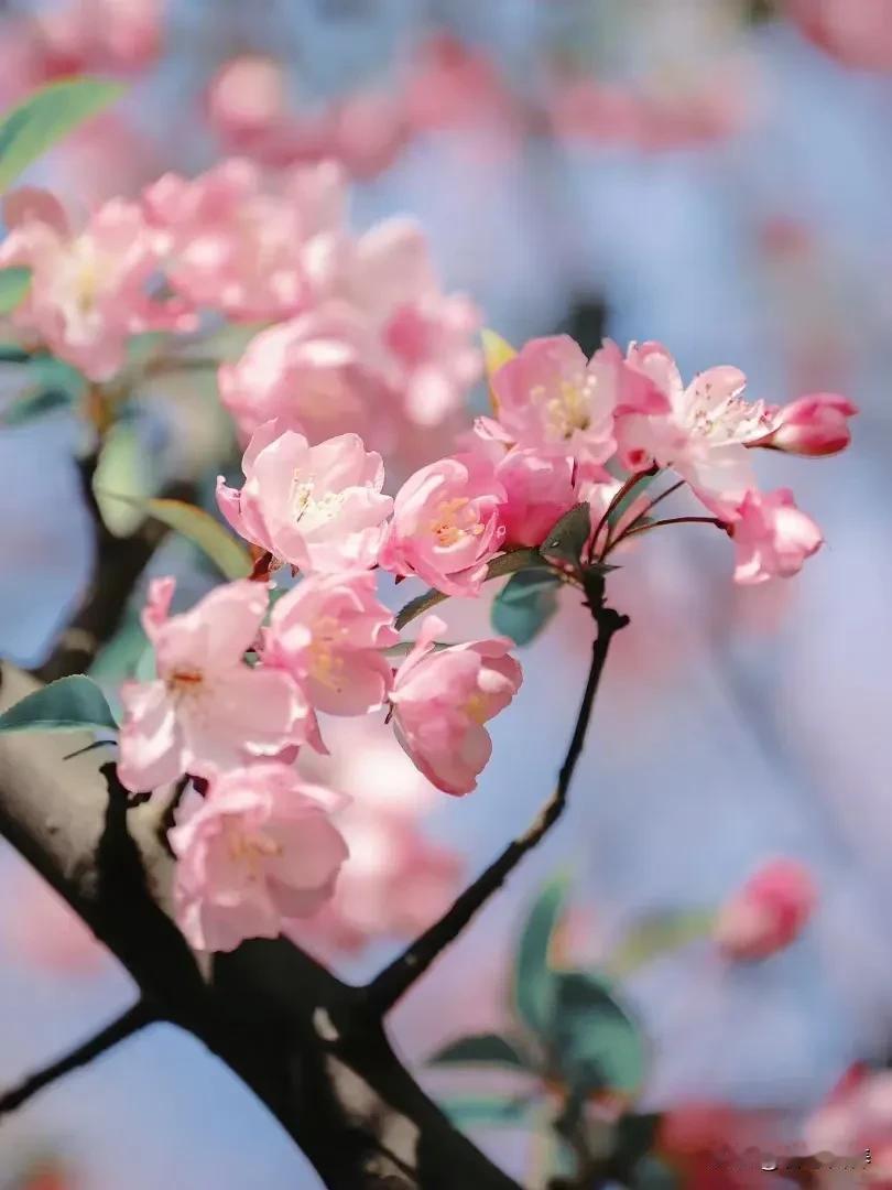 黄石的春灵动在山水枝头。