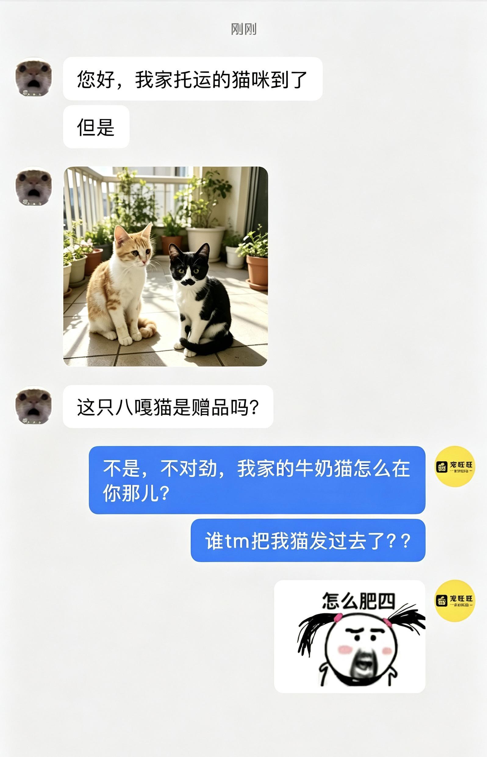 快点把我的猫给我运回来。