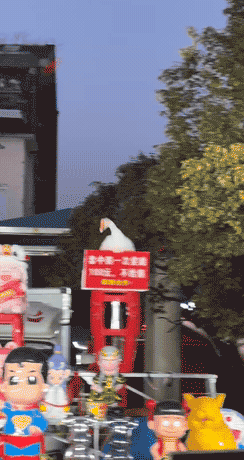 我怀疑这个大鹅是电动的