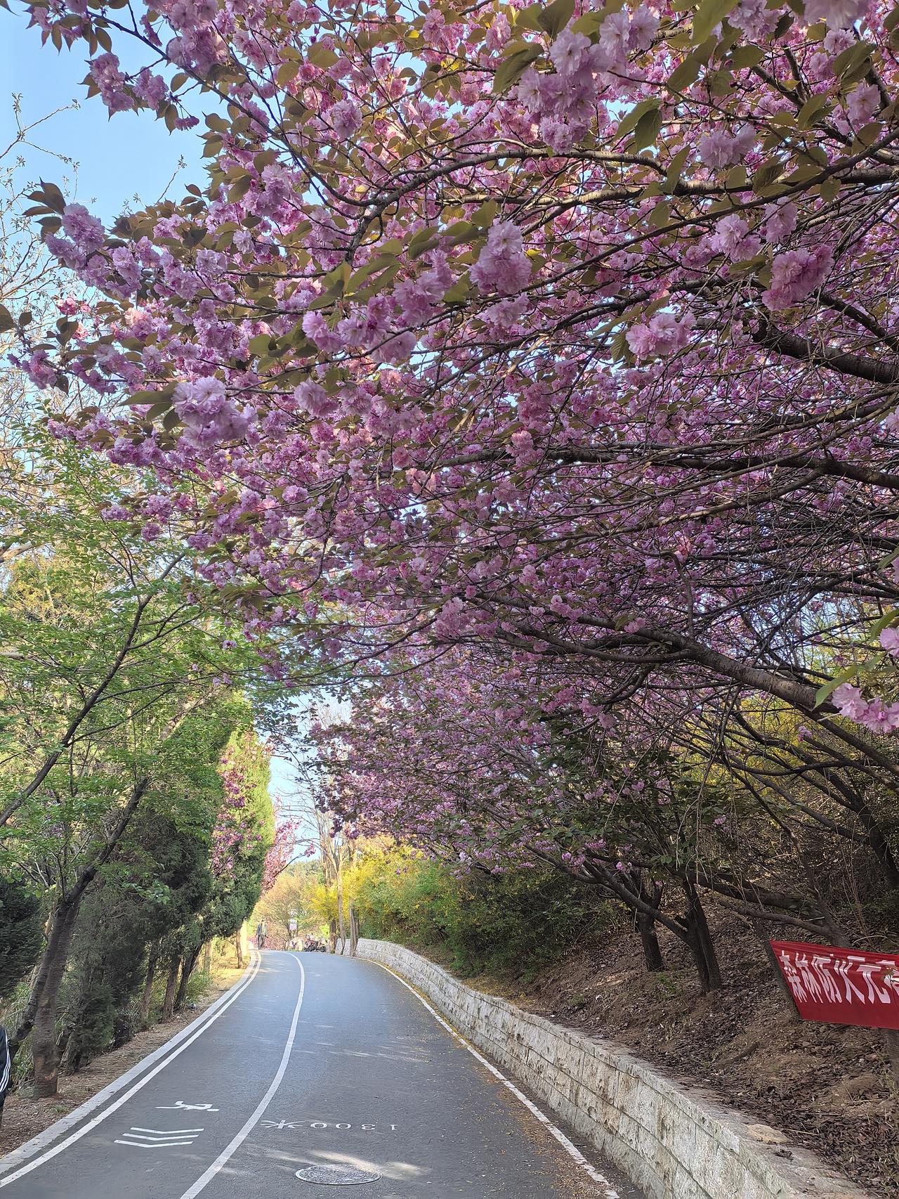 昨天陪着老伴到崂山仰口登山线路游玩，蓝天白云碧海，空气清新，奇峰秀丽，令人心恇神