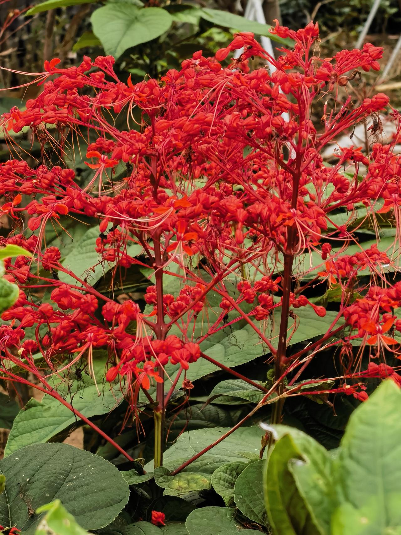 赪桐花开，学子祈盼状元红。
 仲夏风来，岭南的赪桐便开得如火如荼。这簇被唤作“状