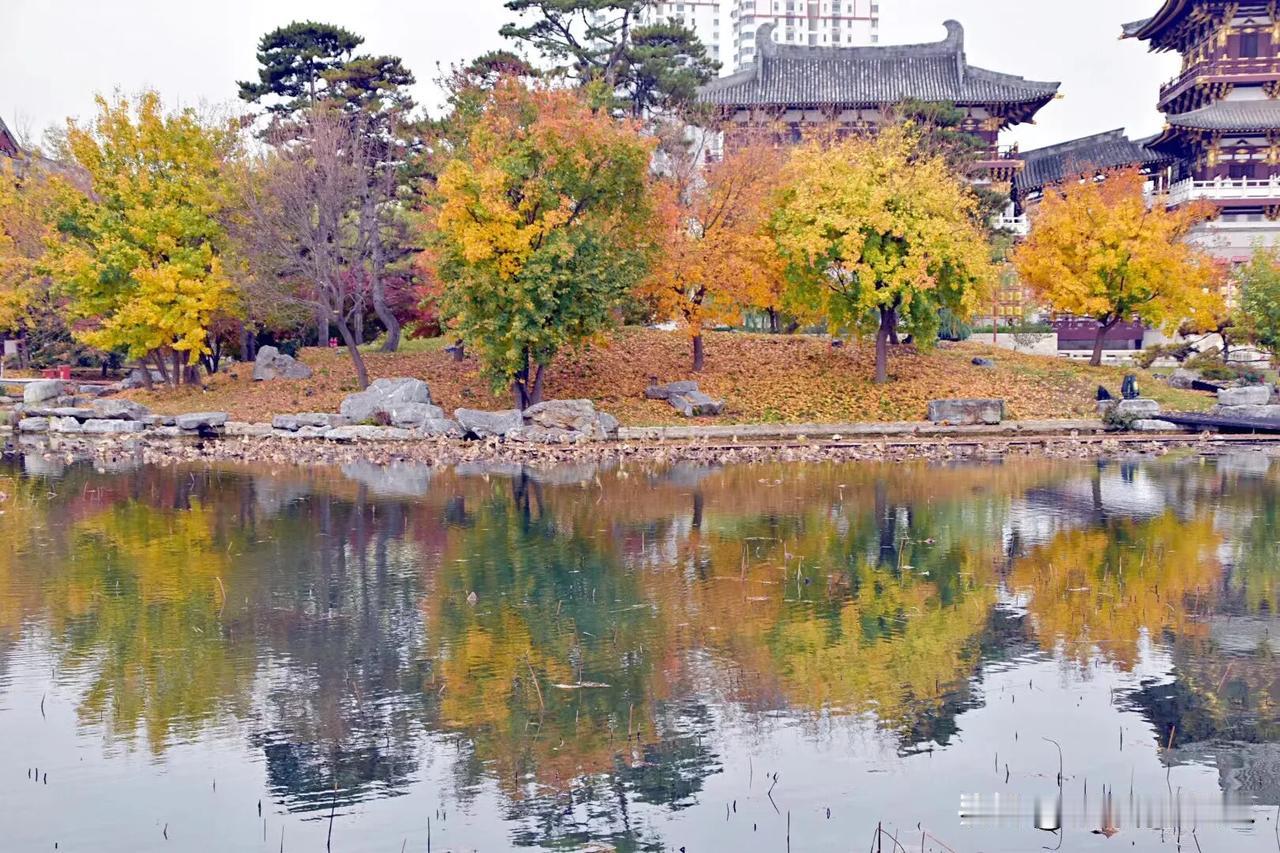 “
山明水净夜来霜，数树深红出浅黄 。”
秋色，染红了树林，装扮了世界，更给人们