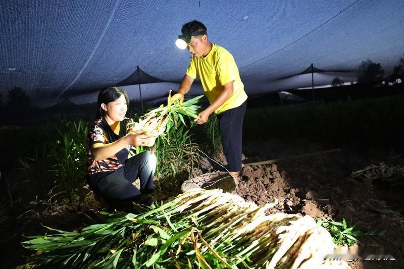 生姜每亩产量差异挺大。就拿大悟县彭店乡长兴村来说，今年这里生姜每亩产量在1000