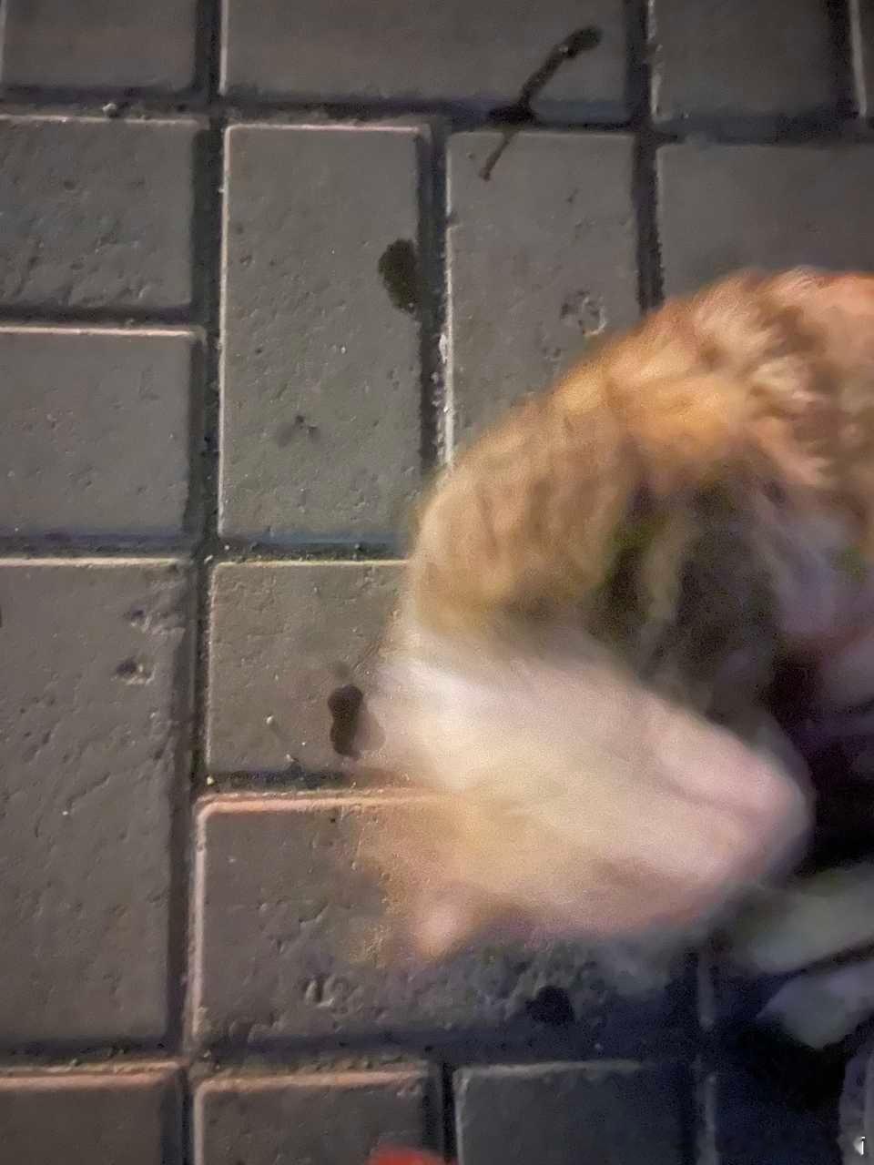 49405【丑猫】这是啥生物