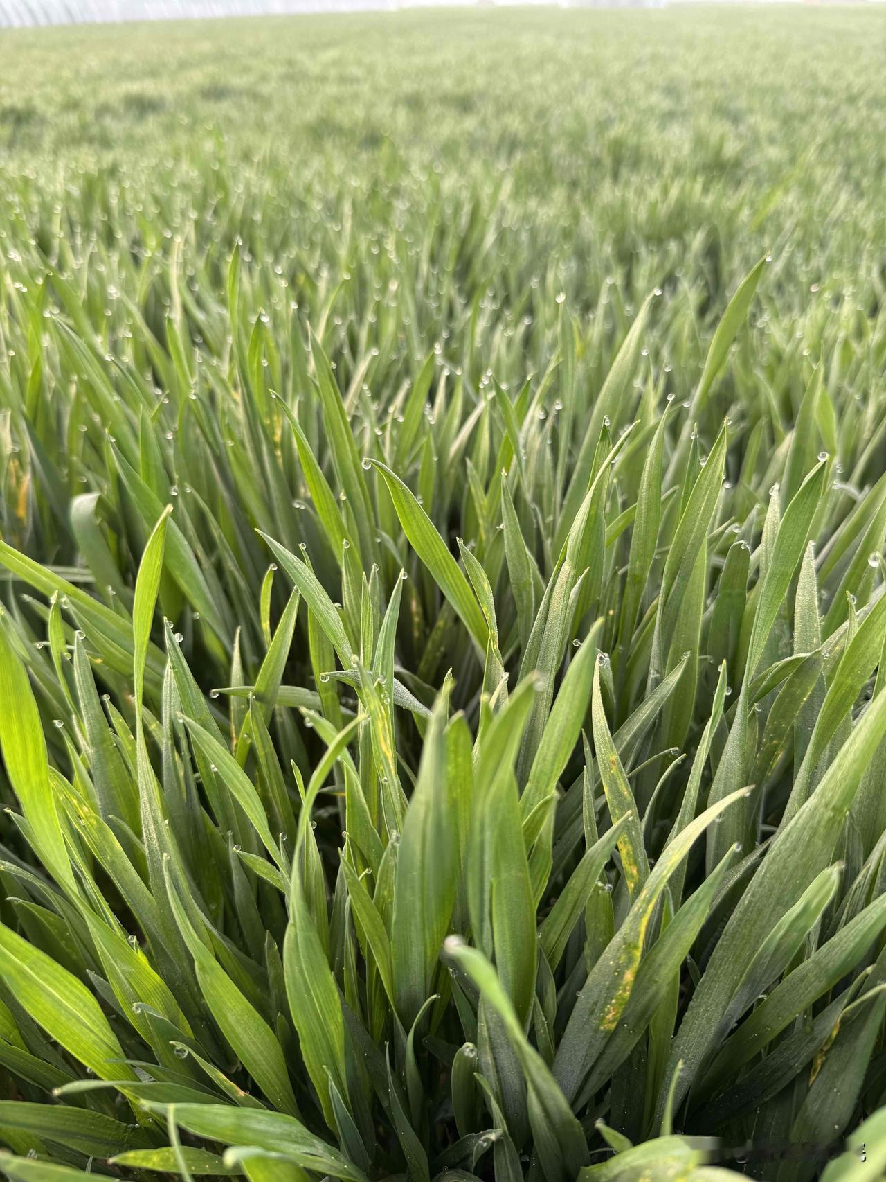 施肥各阶段及对应肥料技巧
改良土壤———用矿源黄腐酸钾
长叶----用尿素
促花