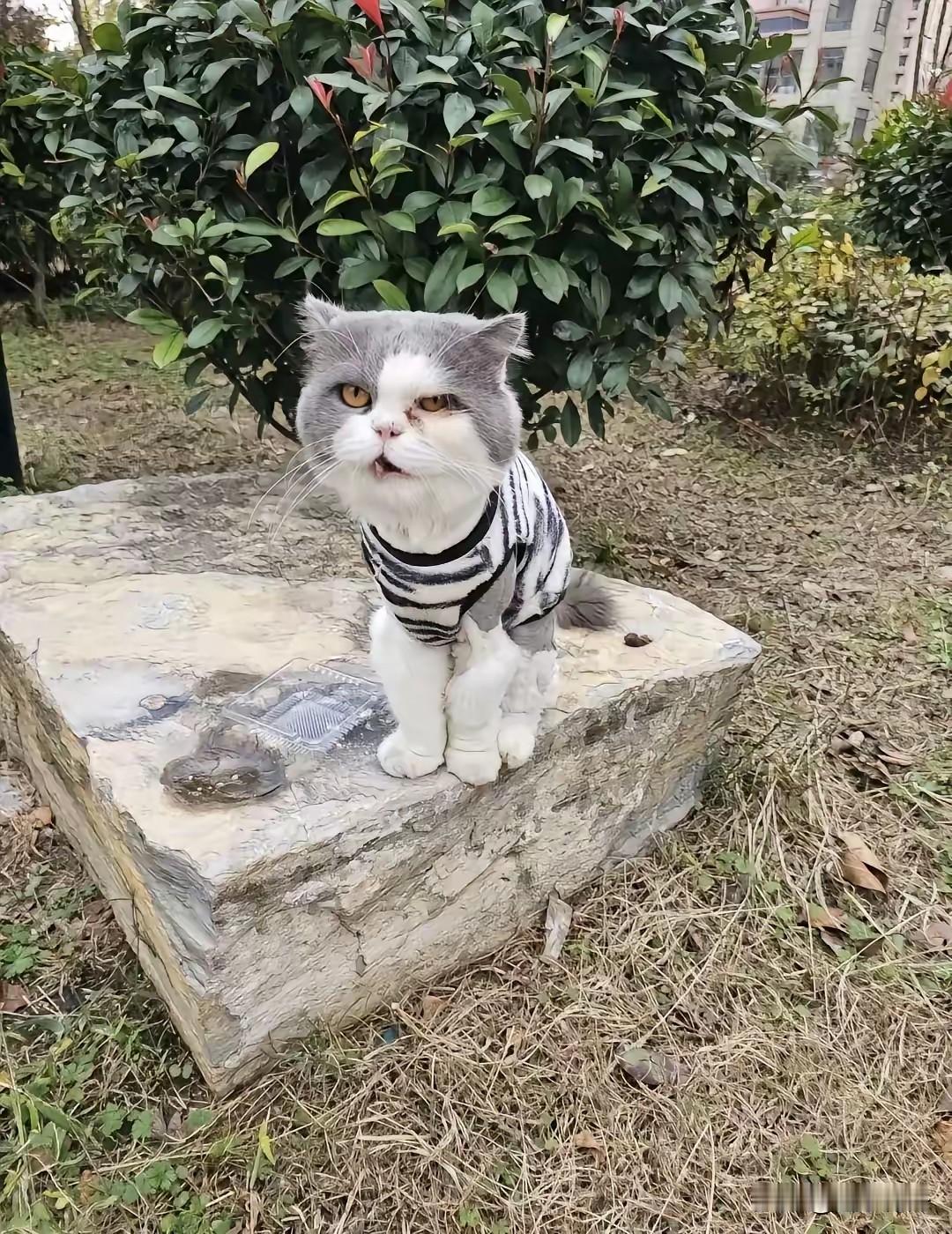 邻居搬家把小猫遗弃了，可怜的小猫还在原地苦苦等待。这只小猫是楼上一户住户家的，嫌