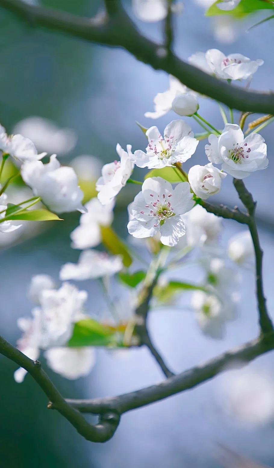 拾翠羽·过杏花村
文/莲花书院

只影愁寻，多在柳边亭上。
雨霏微，鹧鸪啼望。
