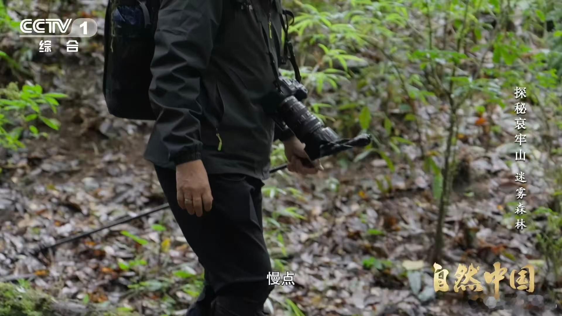 武侠小说的瘴气竟真实存在瘴气成分被测出来了 哀牢山的瘴气是雨水落叶厌氧分解的产物