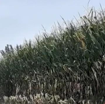 秸秆焚烧该全面禁止吗？老农的三句反问，让专家沉默了

最近又到农忙时节，地里秸秆
