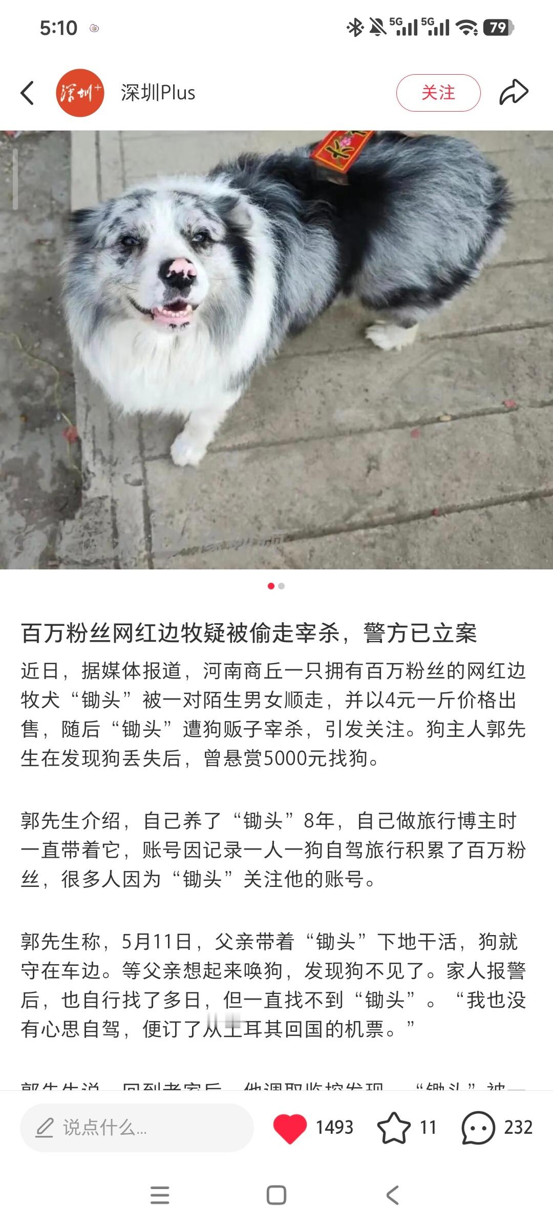 河南农村真的很多很多乱偷狗卖吃狗肉的。。。素质太低了好贱 