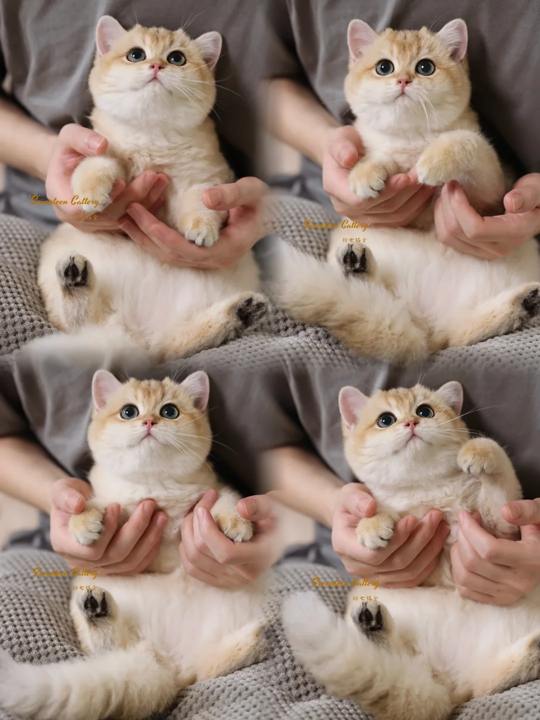 我见犹怜妹妹｜金渐层短毛✨