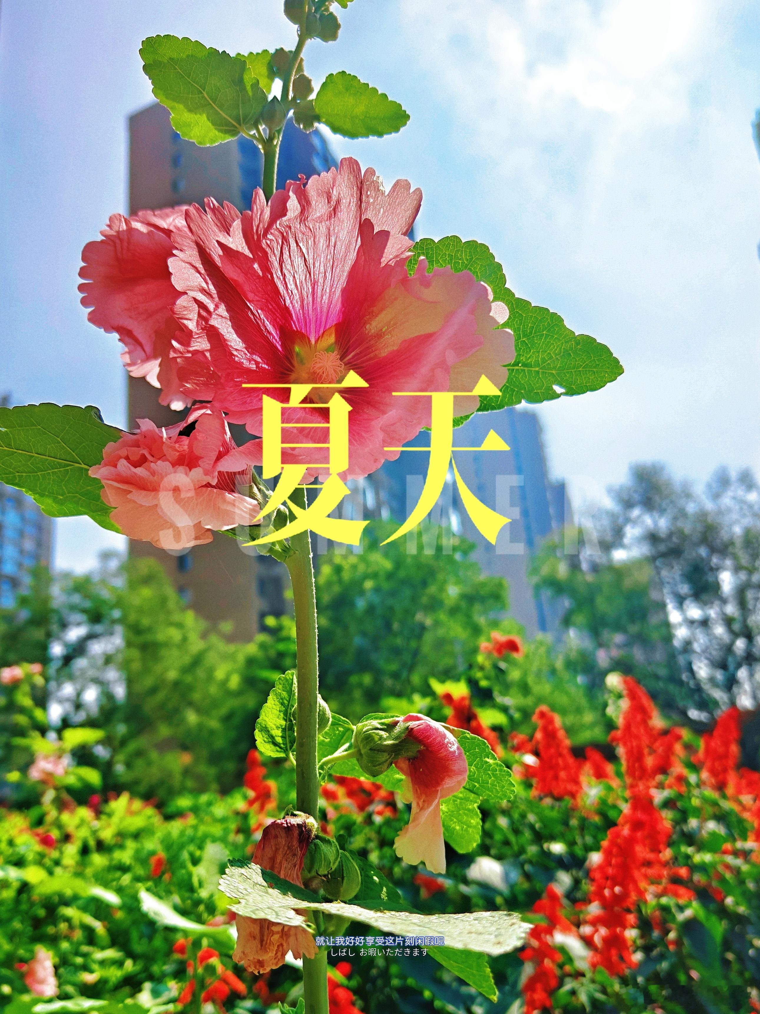 高温继续…但有个好消息，预报说下午有雨天气预报随拍