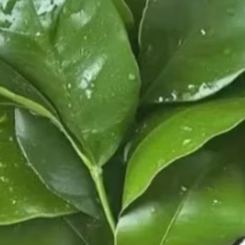 阳光信用 [鲜花]每日一善 宽容是一片广阔的海洋，能容纳无数的溪流；是一片无垠的