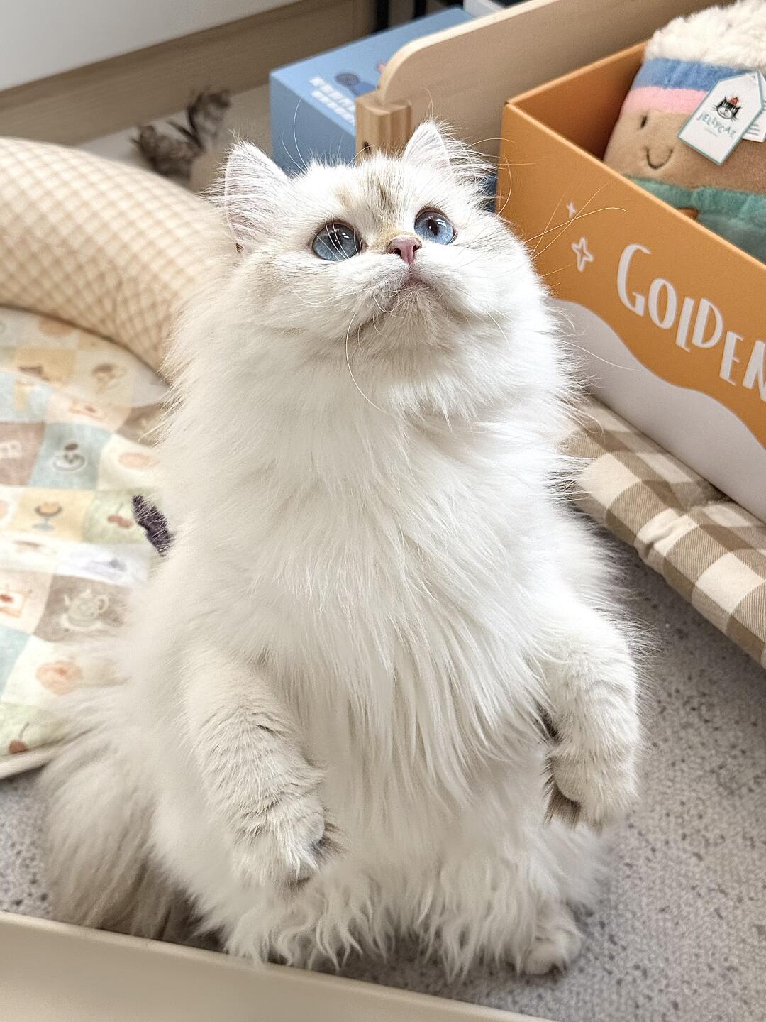 养猫攻略🐈我真的把我的小猫养得很好