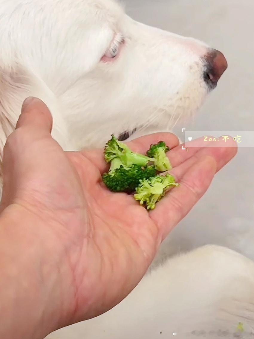 陈哲远 ♾️陈哲远白桃星座 想赢的狗狗脸上是没有笑容的怎么哄都不吃你能拿我怎么办