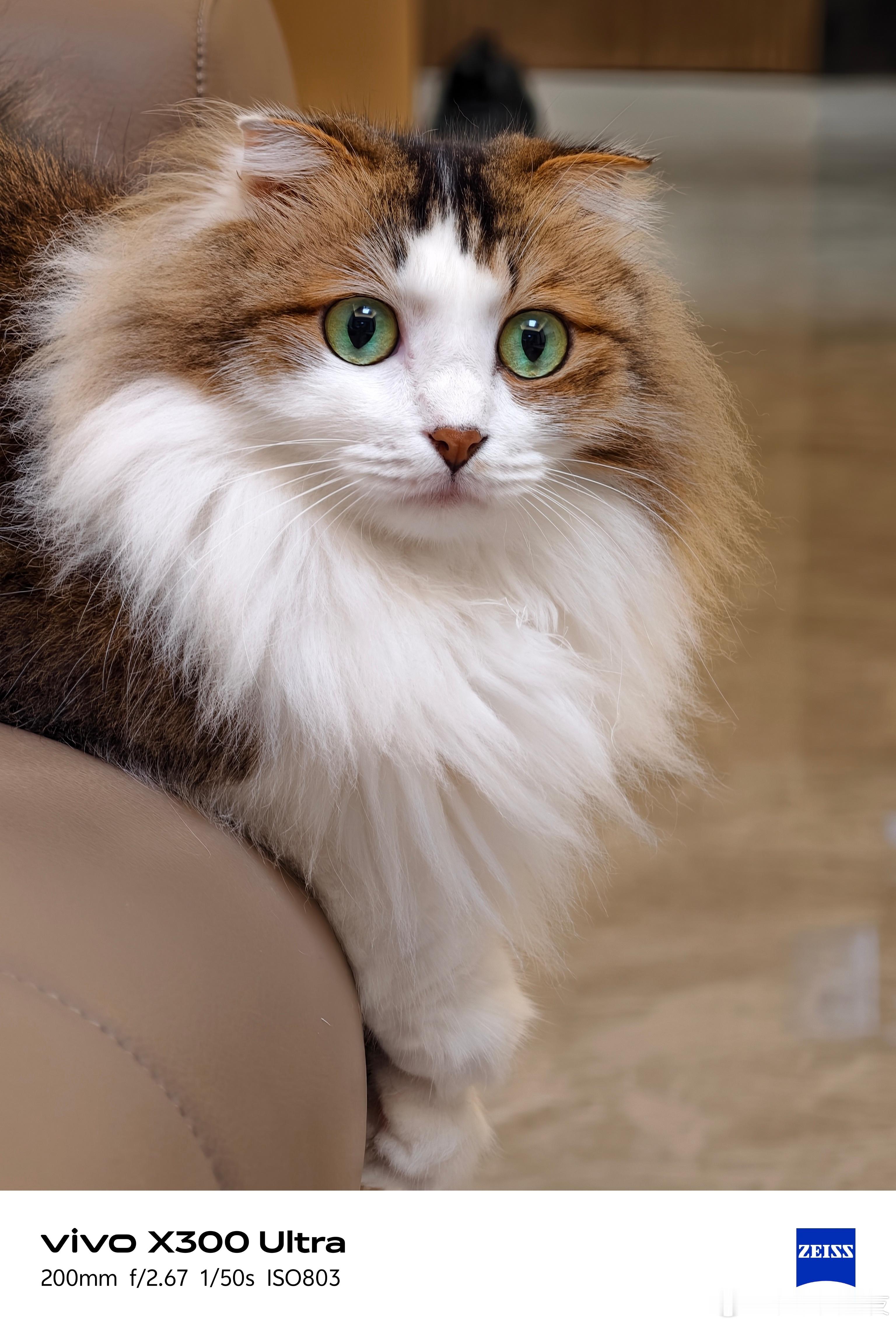 女生小区捡猫开出SSR隐藏款我这两只也是小区捡的，好看吧！