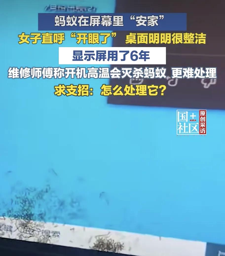 女子发现蚂蚁爬进自己电脑显示屏“筑巢”，当事人：桌面长期保持整洁，显示屏用了6年