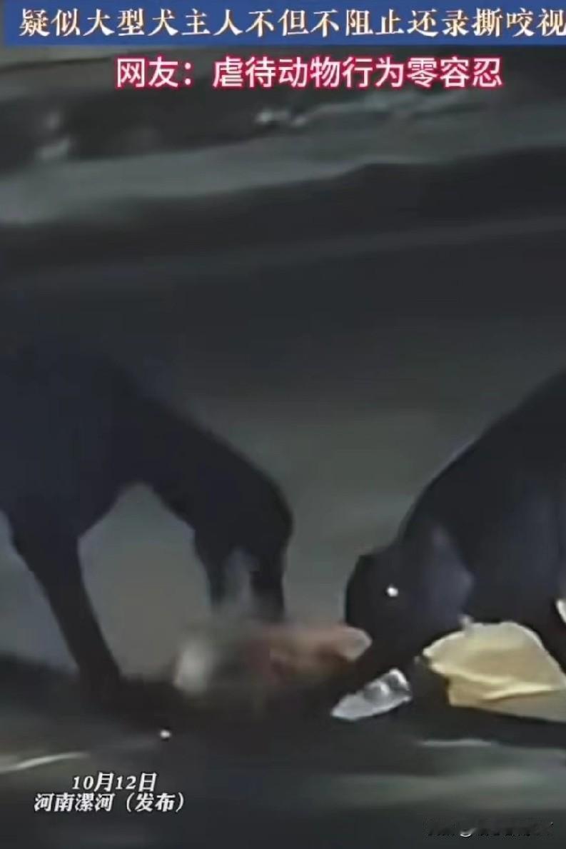 河南漯河街头大型犬撕咬流浪小狗事件：网友直呼对虐待动物零容忍。

2025年10