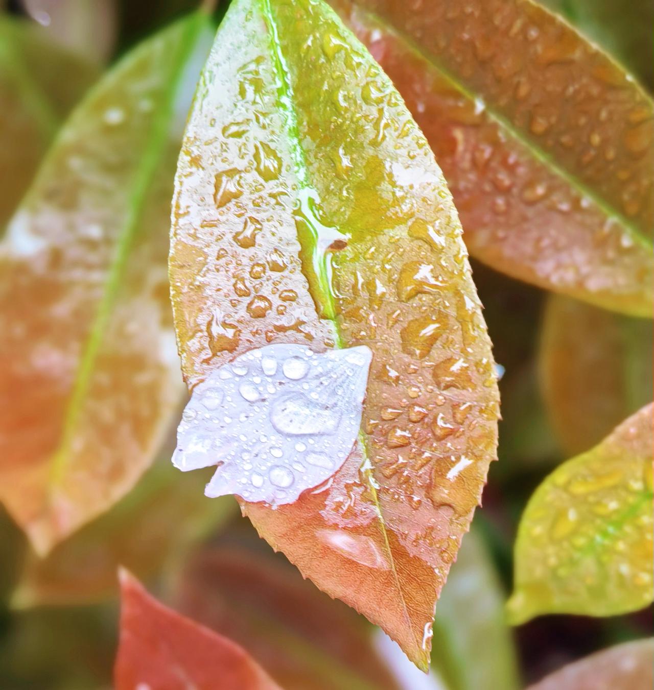 新叶衔雨，
晕开江南的水墨春烟。
撑伞走过巷口，
 看雨打叶尖，
弹醒一整个春天