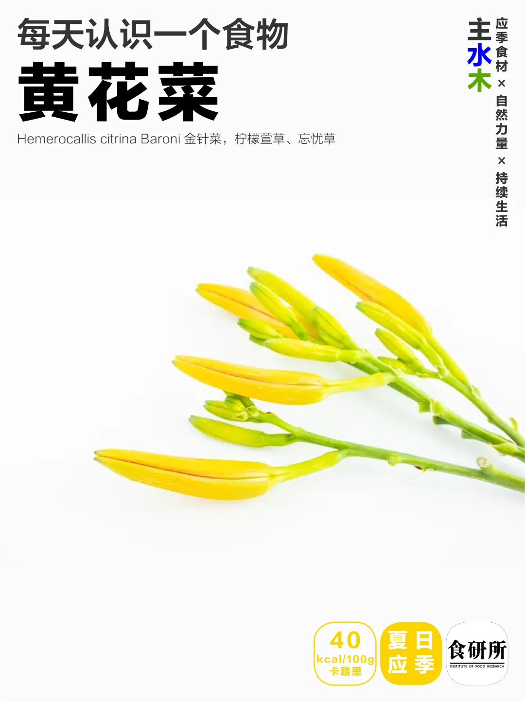 黄花菜好吃 | 下次不吃了