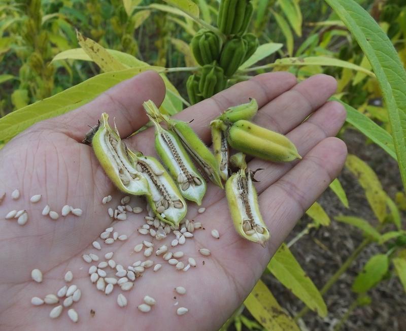 非洲为什么不种粮食种芝麻? 非洲缺粮却大量种芝麻，原因挺现实。非洲人均耕地面积约