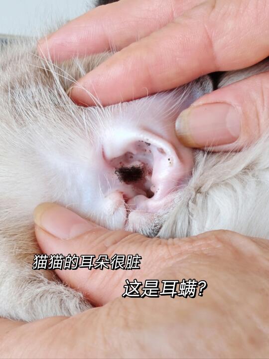 猫咪耳螨只洗耳朵可不行！正确步骤看这篇！