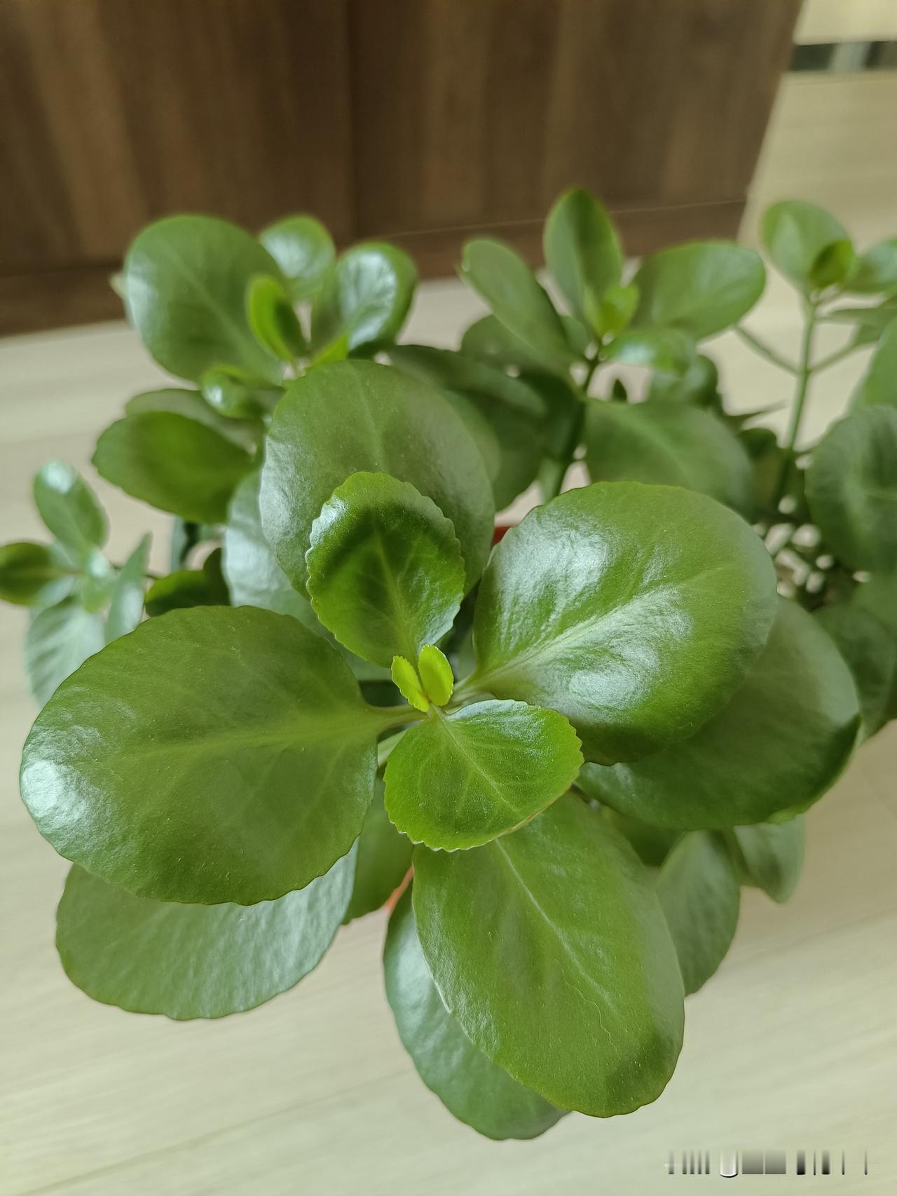 九月份了，我家的长寿花终于有了起色，悄摸摸的开始生长！首先是叶子开始返绿，不是夏