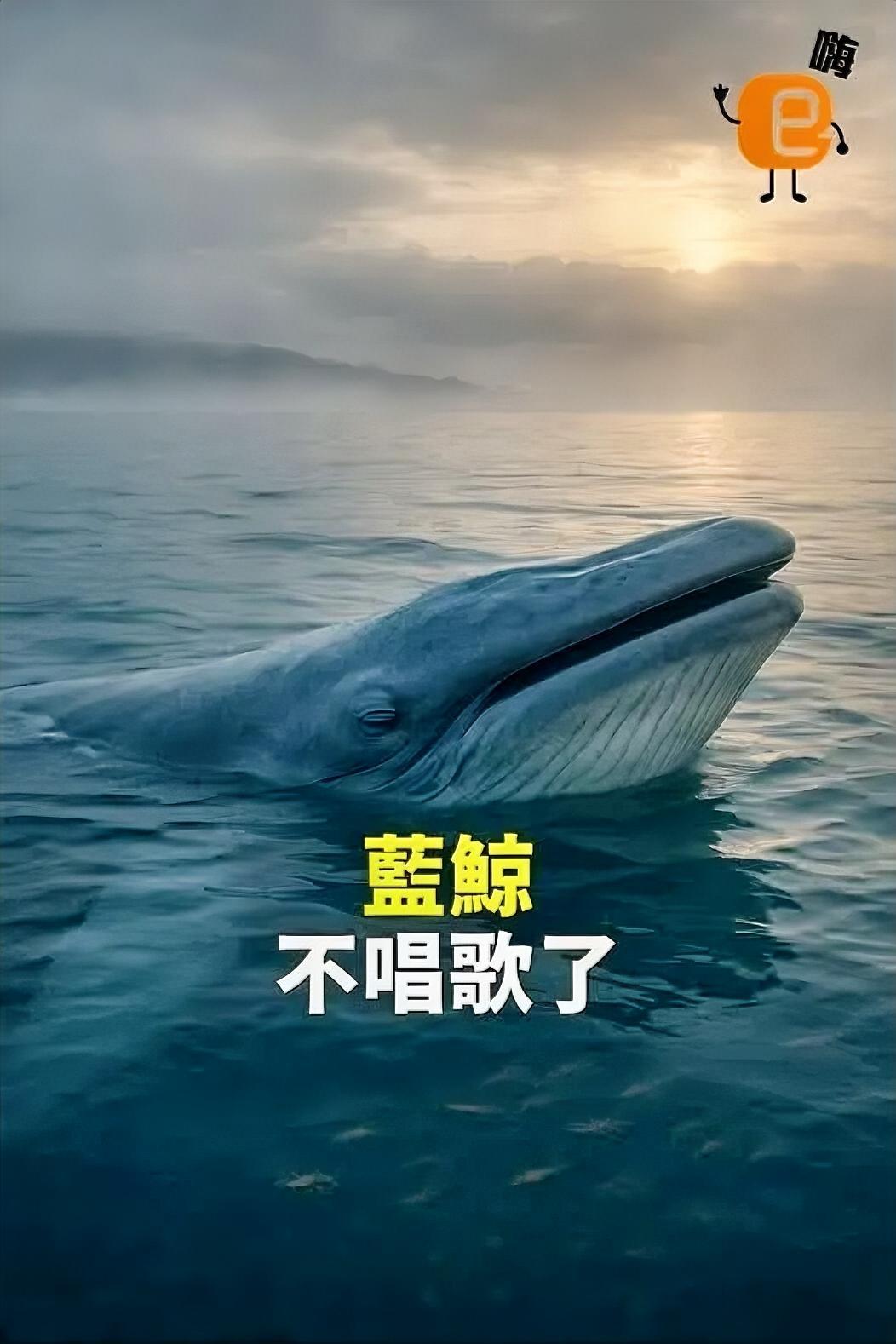 蓝鲸集体“静音”！背后真相让人心慌
 
最近，海洋学家发现了一个可怕的现象：加州