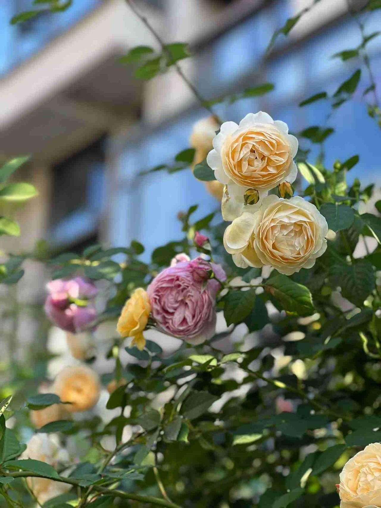 ​把烦恼
交给夏风。

把心情
交给花开。

万物都在变好，
你也一样。

带定