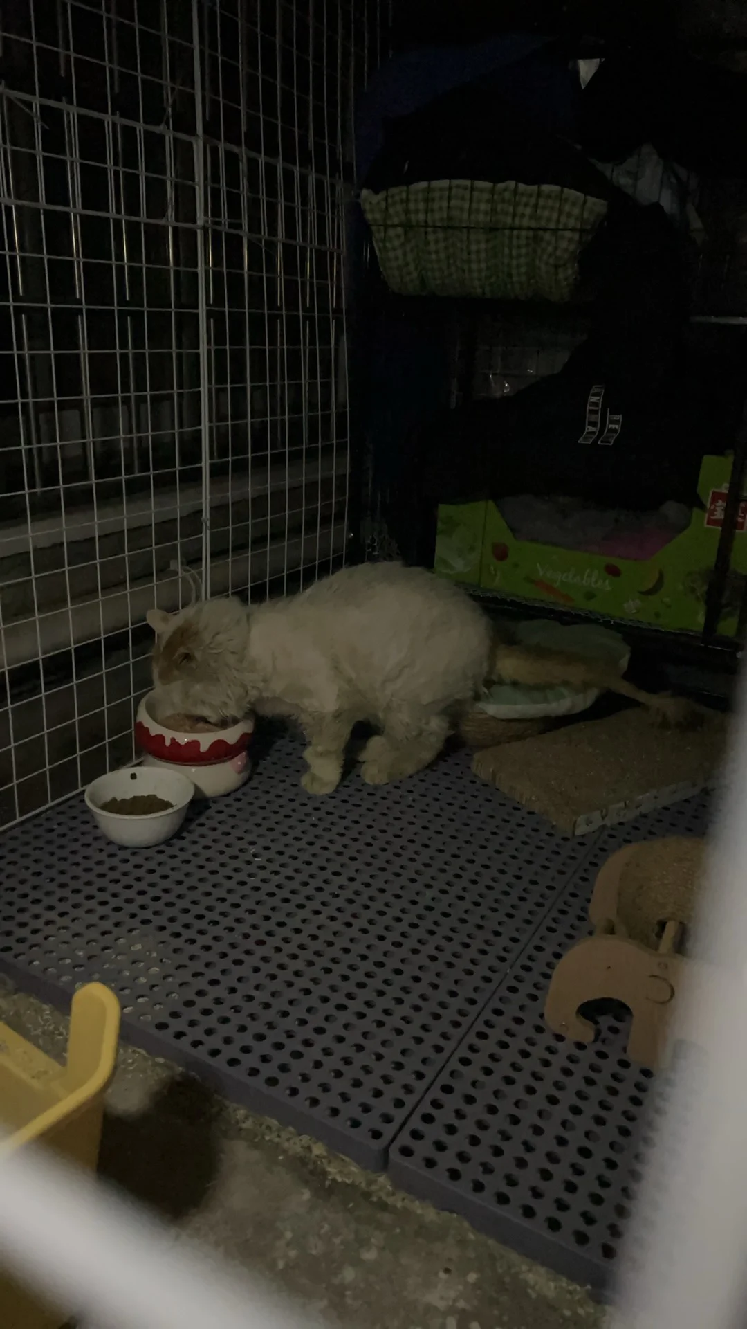 新年快乐🐱喵喵喵