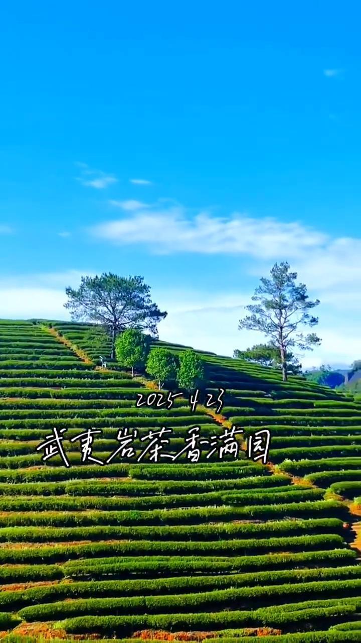 武夷岩茶香满国。