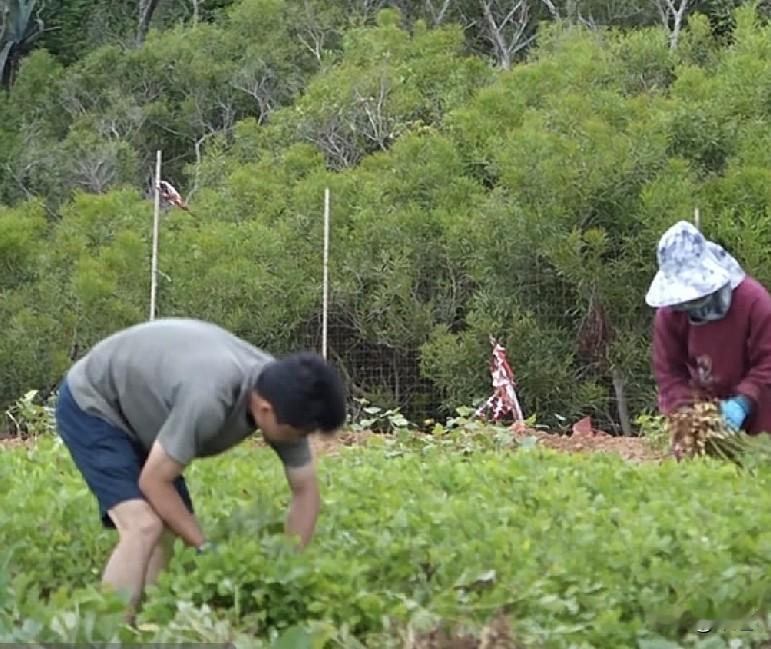 看着海军在地里和妈妈拔花生，我有那么一瞬间也想马上回家去陪妈妈。
冲动归冲动，人