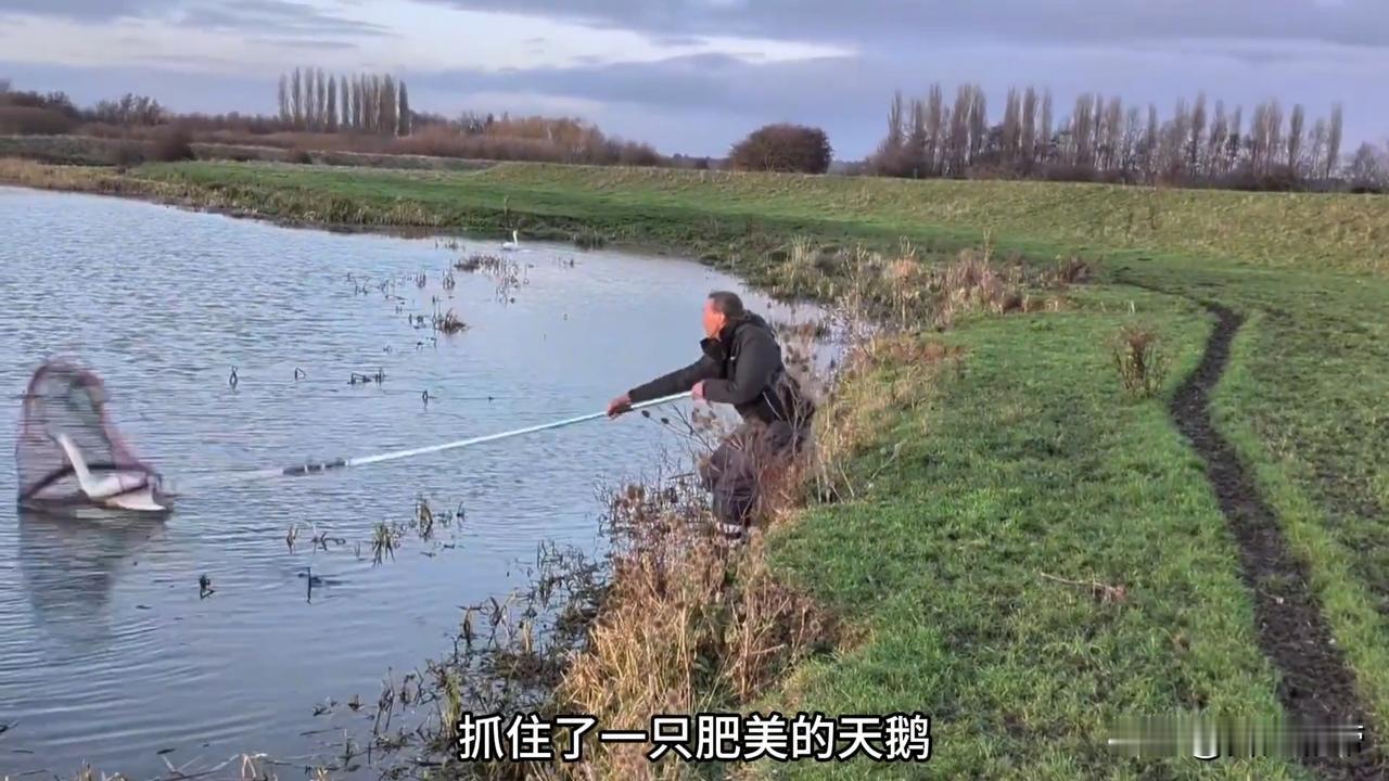 瞅着这大叔救天鹅的画面，心里老暖和了！一开始还寻思这人要干啥，吓得天鹅拼命扑腾瞅