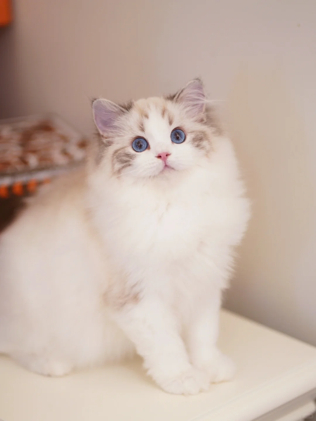 KERR布偶猫｜宠物级海山妹妹也很美🏠