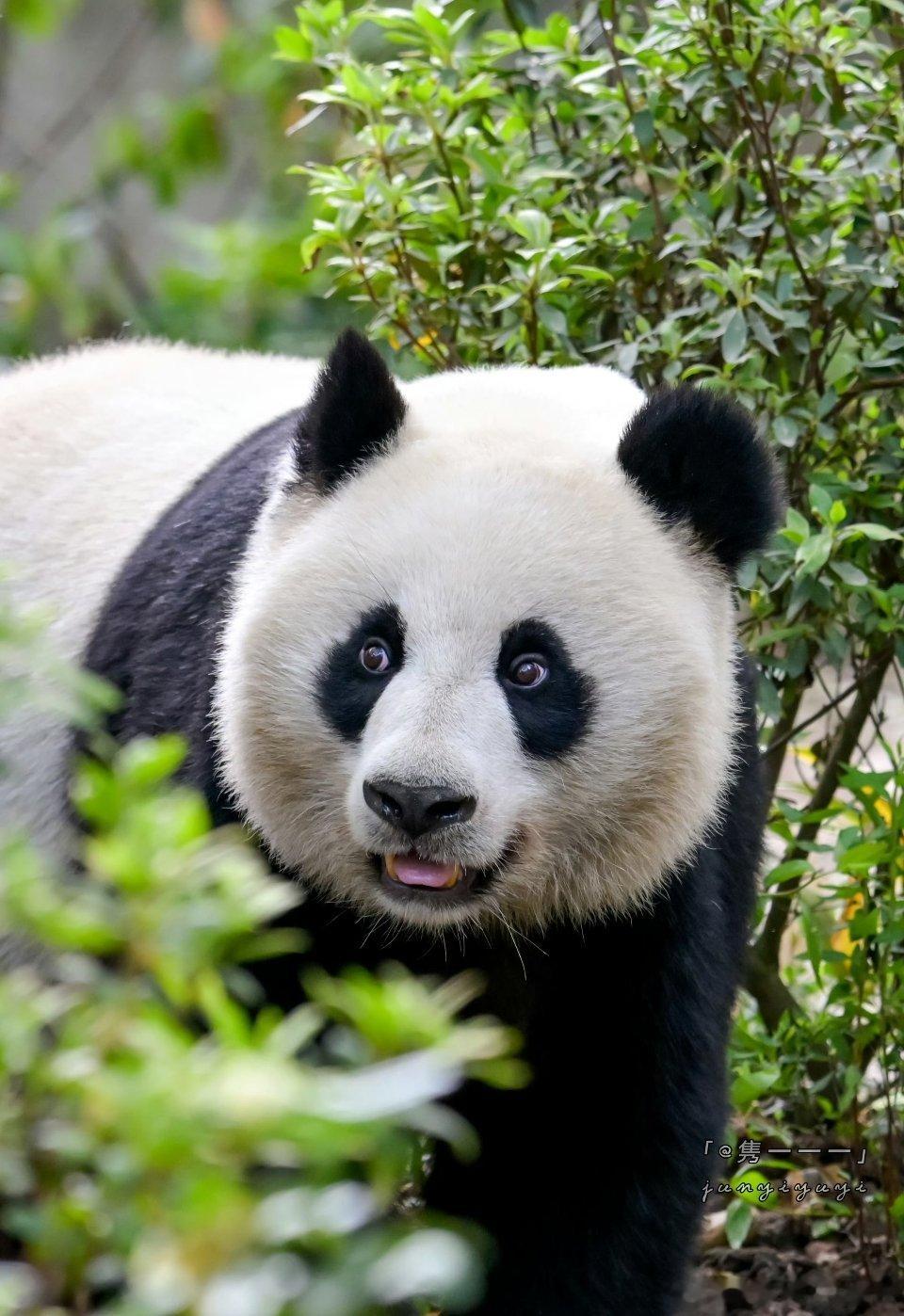 熊猫守护者 要成功，就要时时怀着得意淡然失意坦然的乐观态度，笑对自己的挫折和苦难