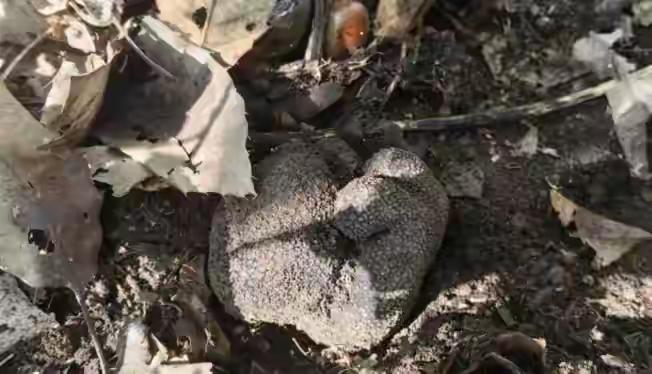 北京平谷四座楼市级自然保护区有大发现！工作人员日常巡查时首次发现了珍贵的黑松露。