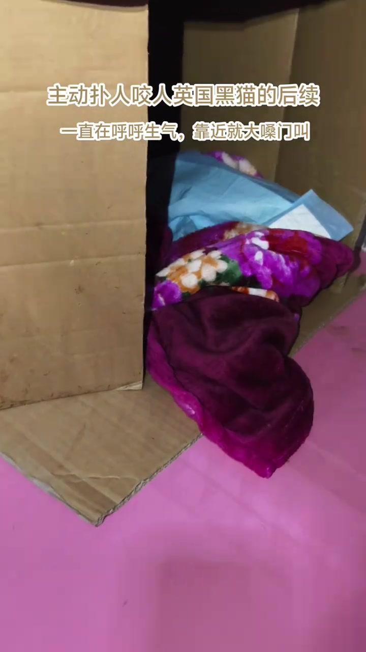 之前这只黑猫会挠原主人，应激时如果人挣扎大喊大叫，反而会让它更疯狂撕咬。
它刚被