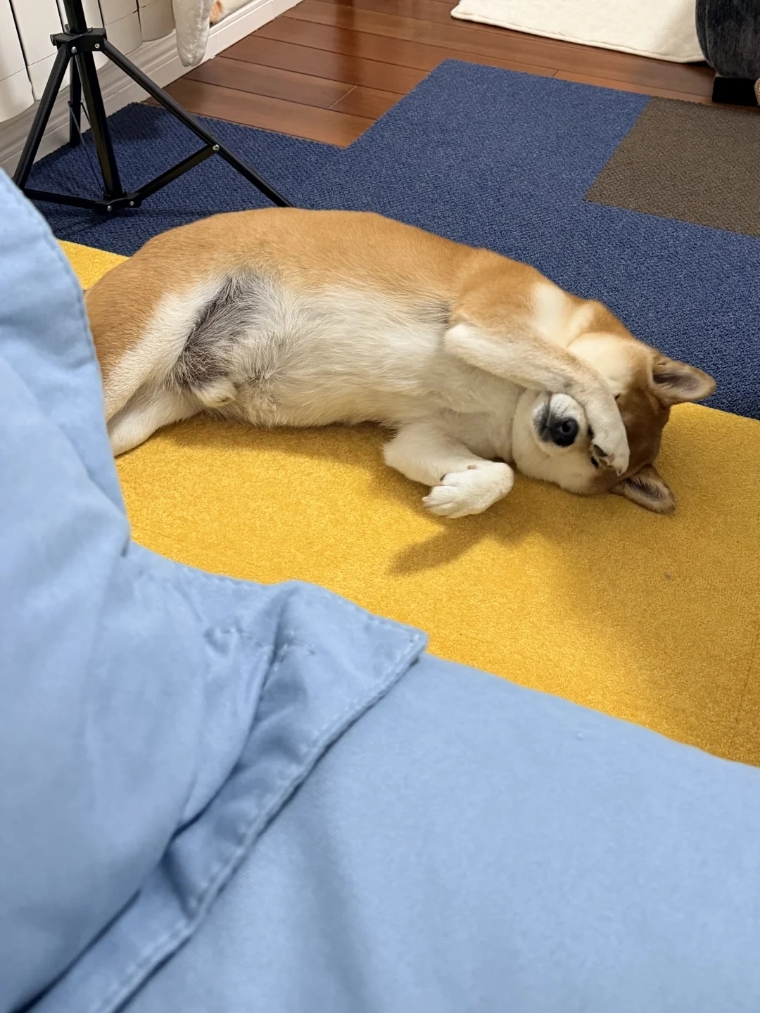 33斤的柴犬正在向你撒娇