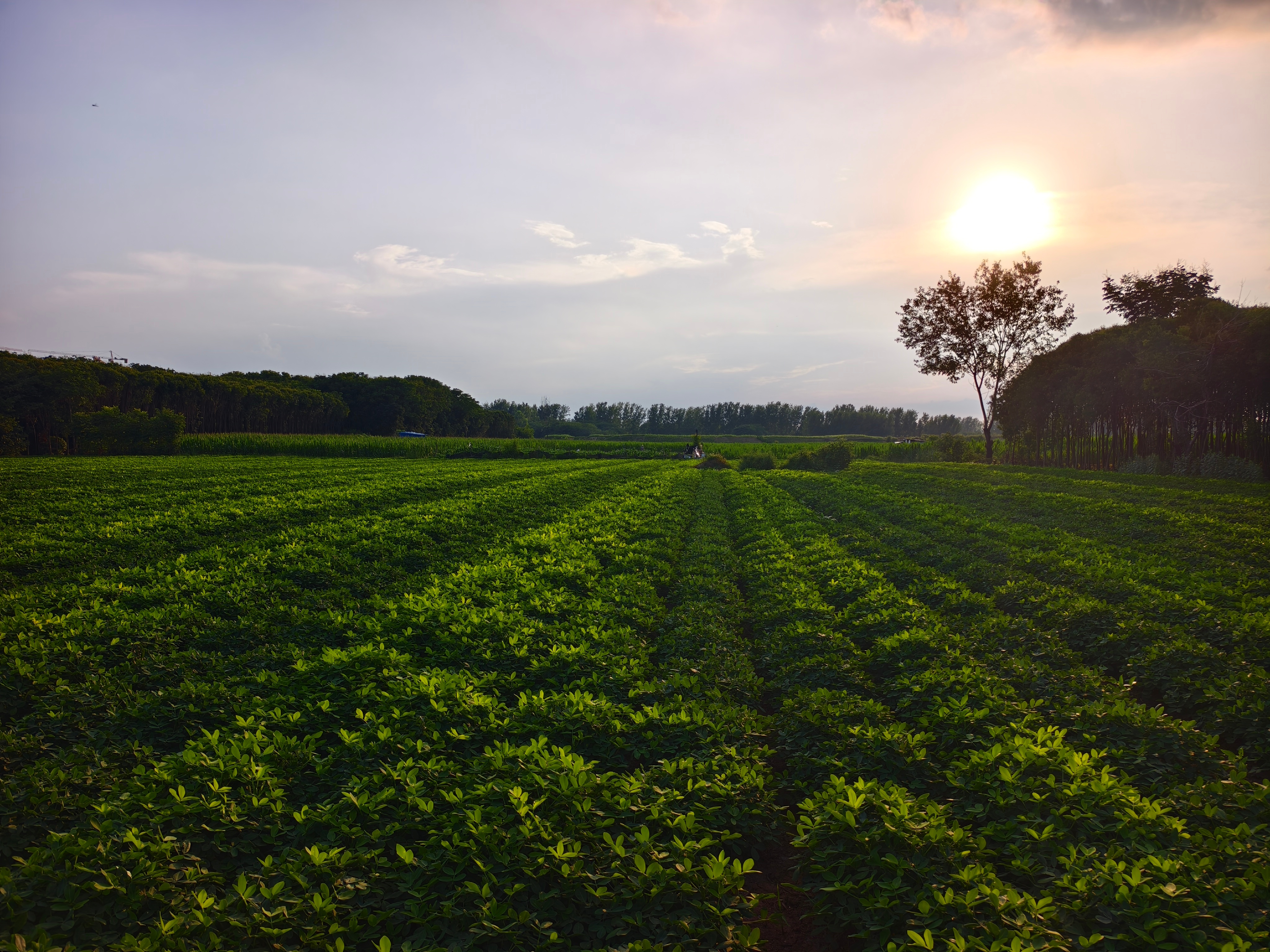 大暑，傍晚下地，走另一条路，这条路的其中一段保持着旧时的样子。经过二叔家的田，他