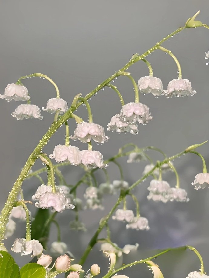 铃兰的花语是幸福归来[心] ​​​