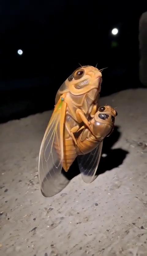 哎，哎，哈哈哈哈哎，哈哈。
