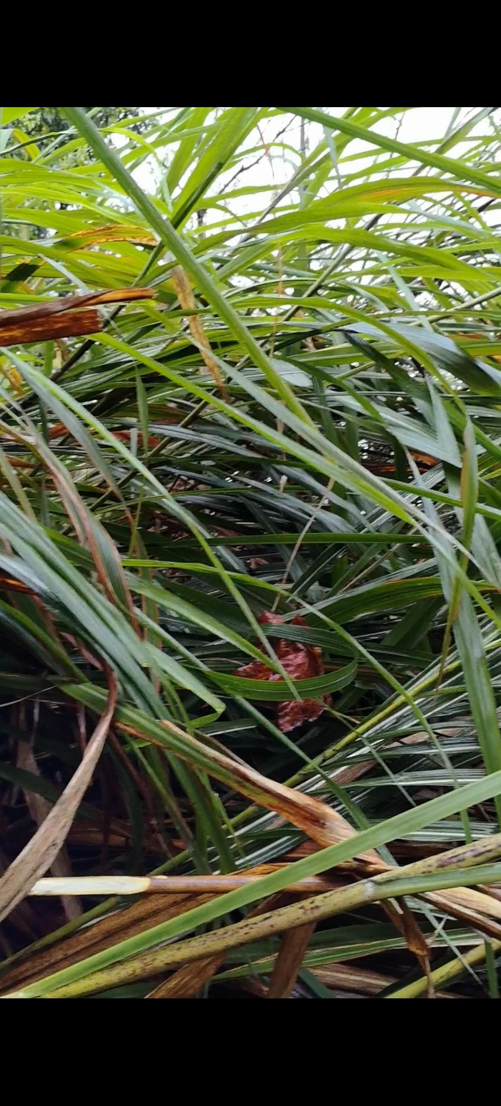 今天去山上扫墓，山上路都是被芒杆堵住的，别看它叶子很软，杀伤力可不弱，只要被轻轻