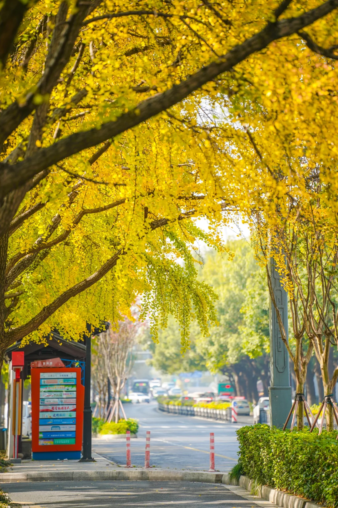 再过几天🍂翘班都要来苏州赏秋天的银杏