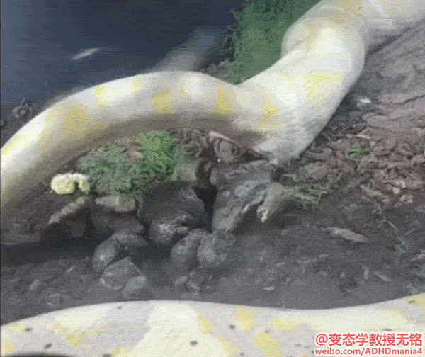 蛇居然会拉屎的？而且拉这么多？？？？？？？我不能够爱白娘子了[苦涩][苦涩][苦