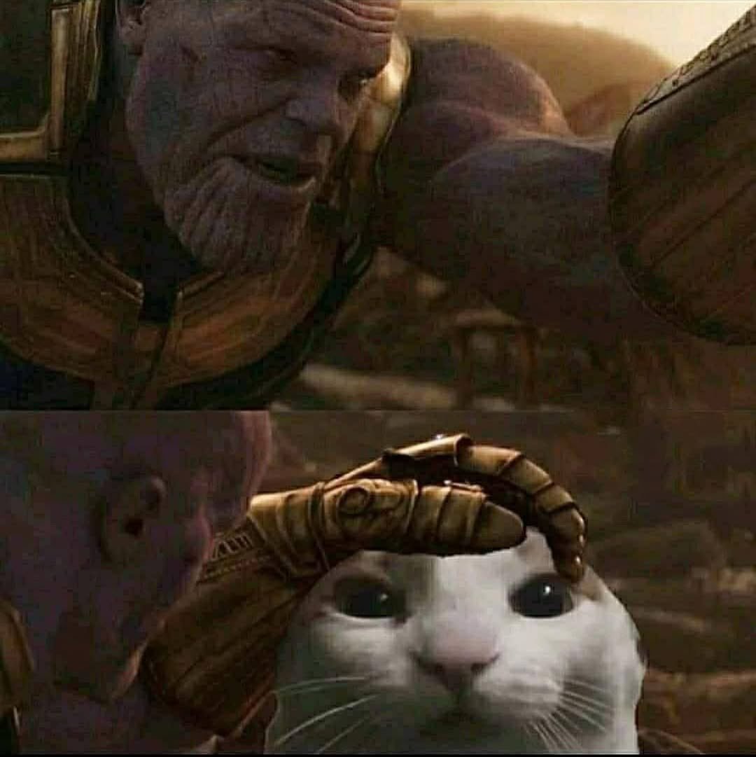 2024的最后一组随机猫猫 