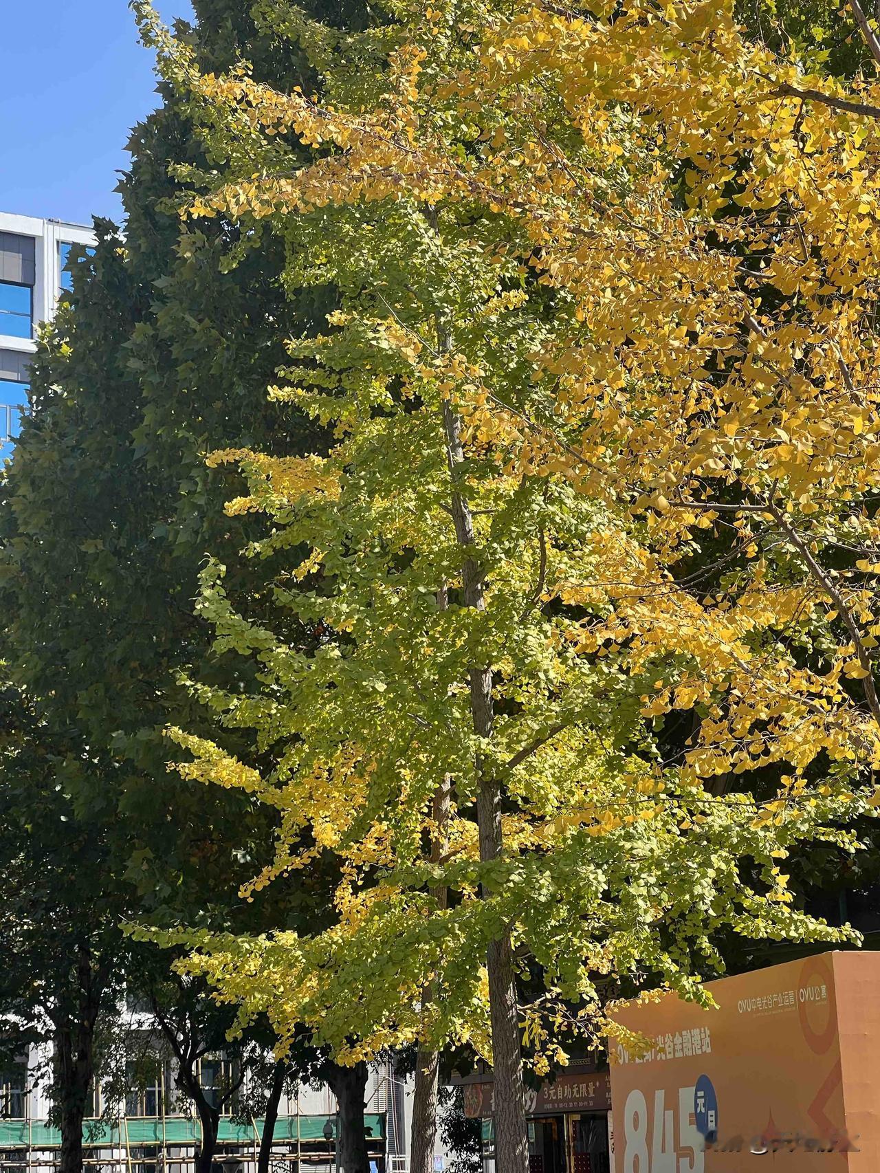 金秋时节秋叶落黄时，楼阁映晴晖。