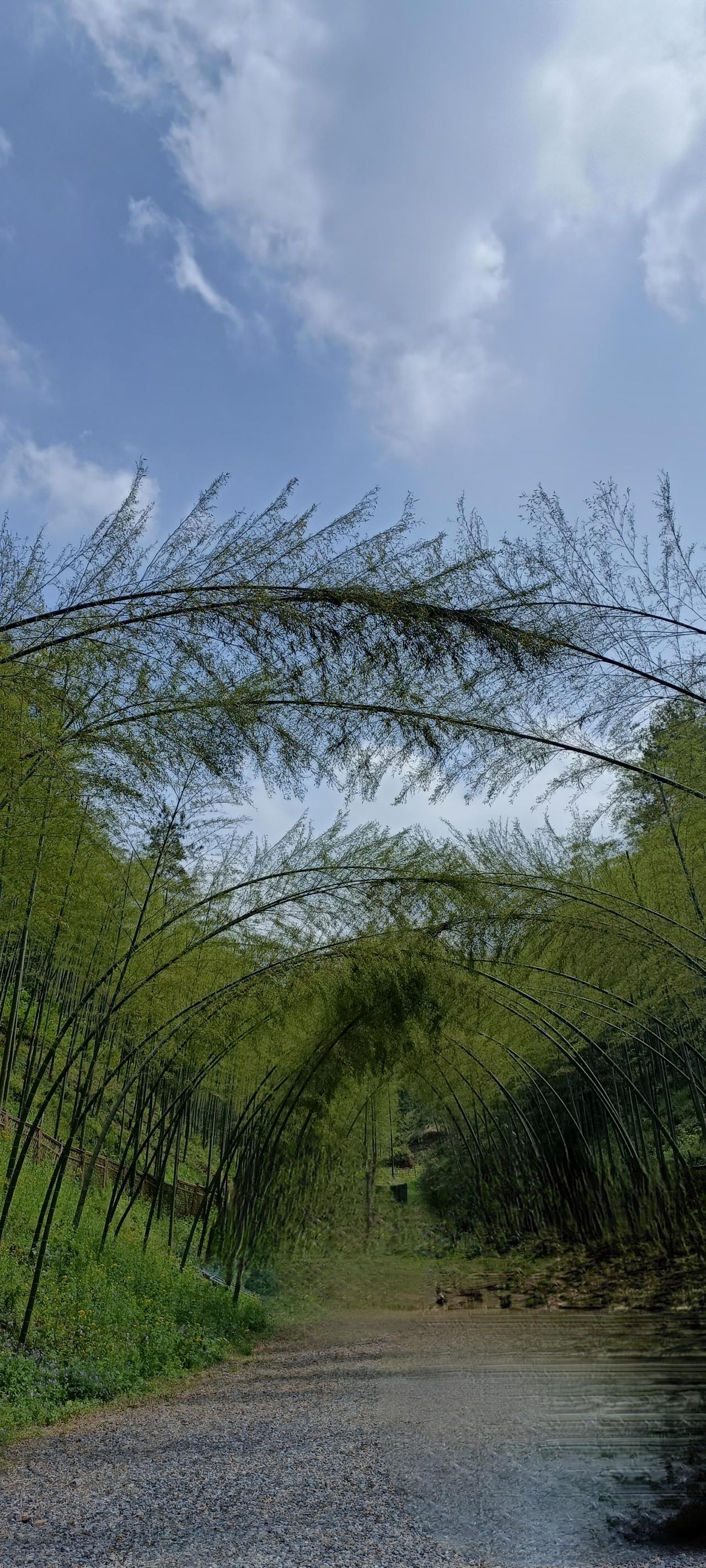 竹林小径，静谧悠然，感受大自然的宁静与美好。🍃🍃🍃
上联：竹影搖曵荡秋千，