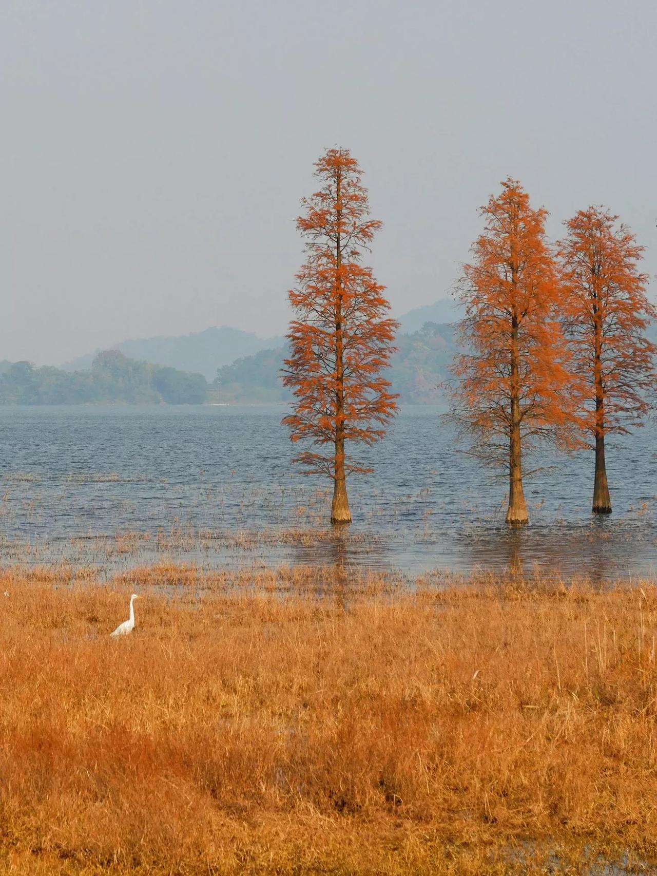 冬日水杉，
静谧湖畔，
白鹭悠然。
观水杉白鹭