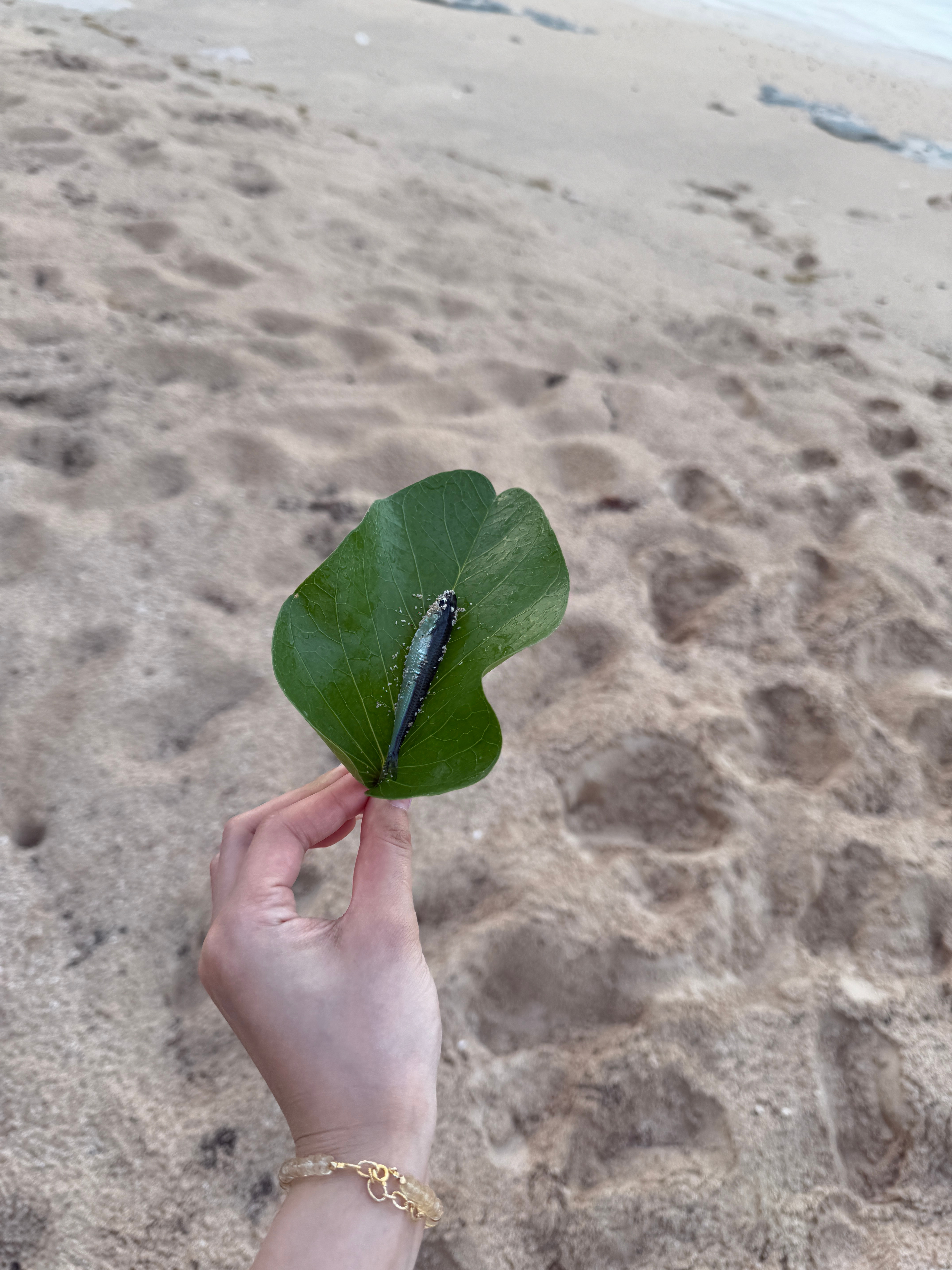 今天突然来了分享欲📝p1早上被暴雨吵醒的我们起床去后院沙滩玩了会儿 抓了小鱼打