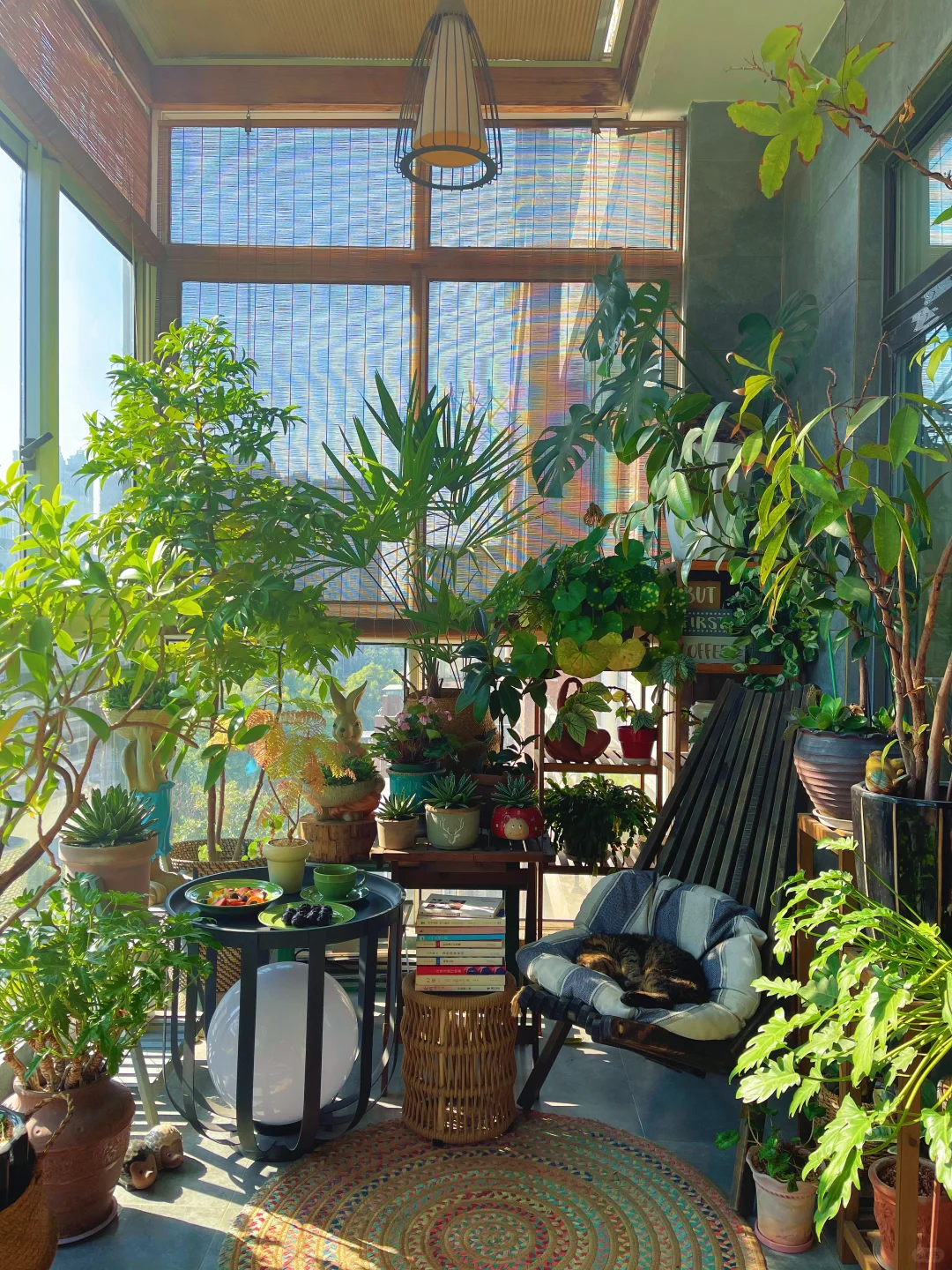 9m²｜教你打造阳台小森林（植物摆放技巧）
